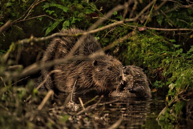 Beavers on Cabilla estate, courtesy Cabilla Cornwall