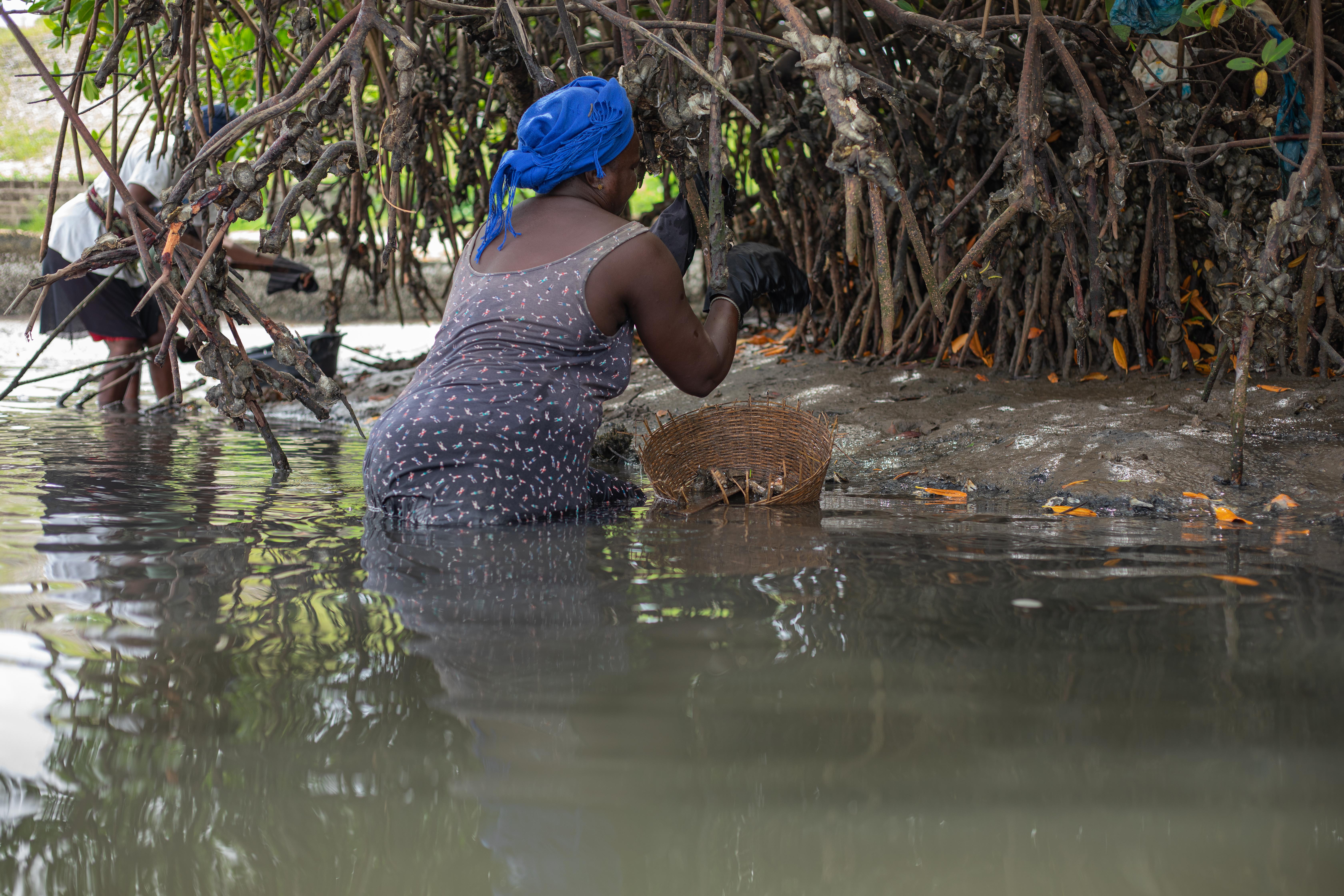 Women gather oysters from the branches of the mangroves in Joal-Fadiouth