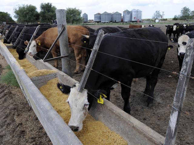 <p>Clearing land to grow animal feed is a leading cause of deforestation </p>