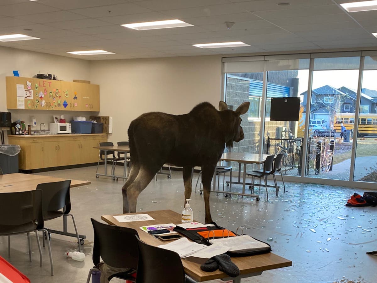 School classroom evacuated after moose bursts in and causes havoc