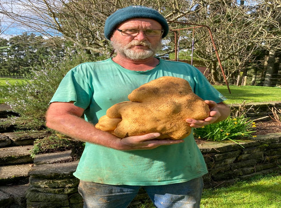 NUEVA ZELANDA-PAPA GIGANTE