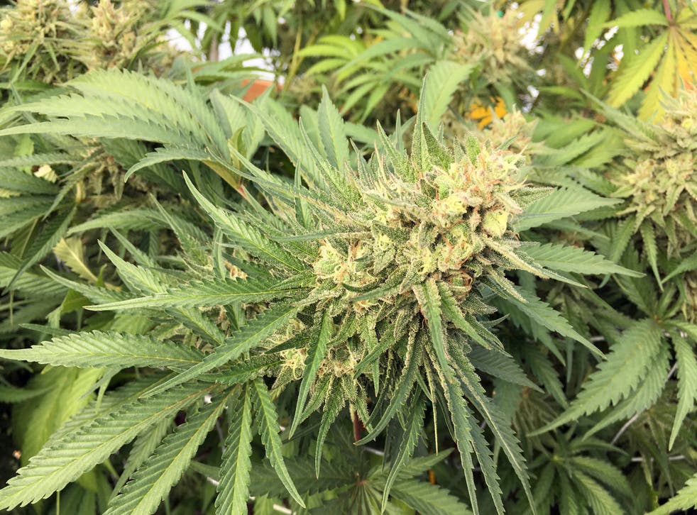 OREGON-MARIHUANA-TRABAJADORES INMIGRANTES