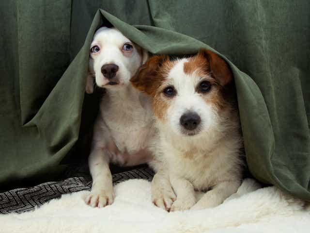 <p>Two dogs frightened by fireworks</p>