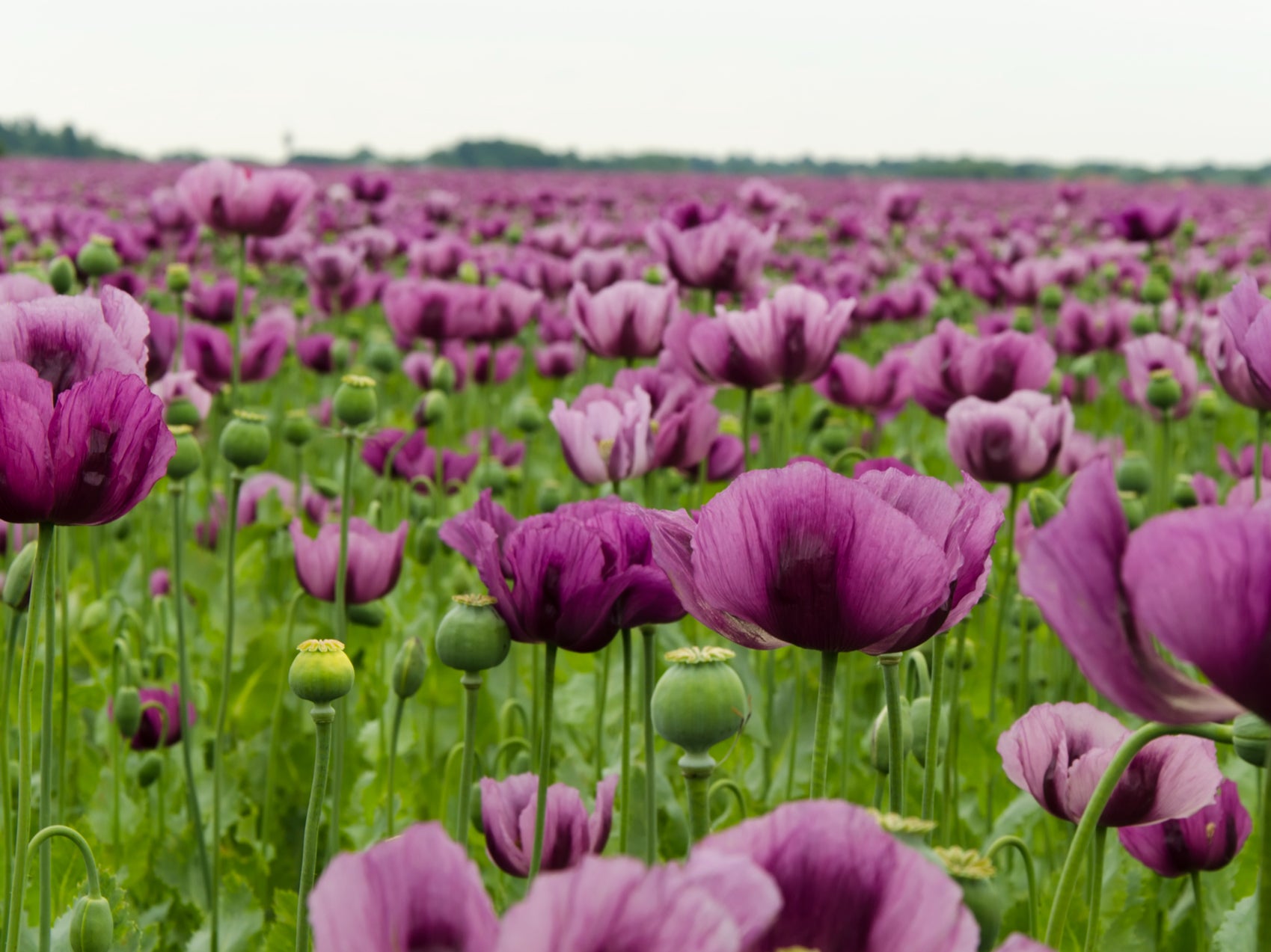 A field of purple poppies