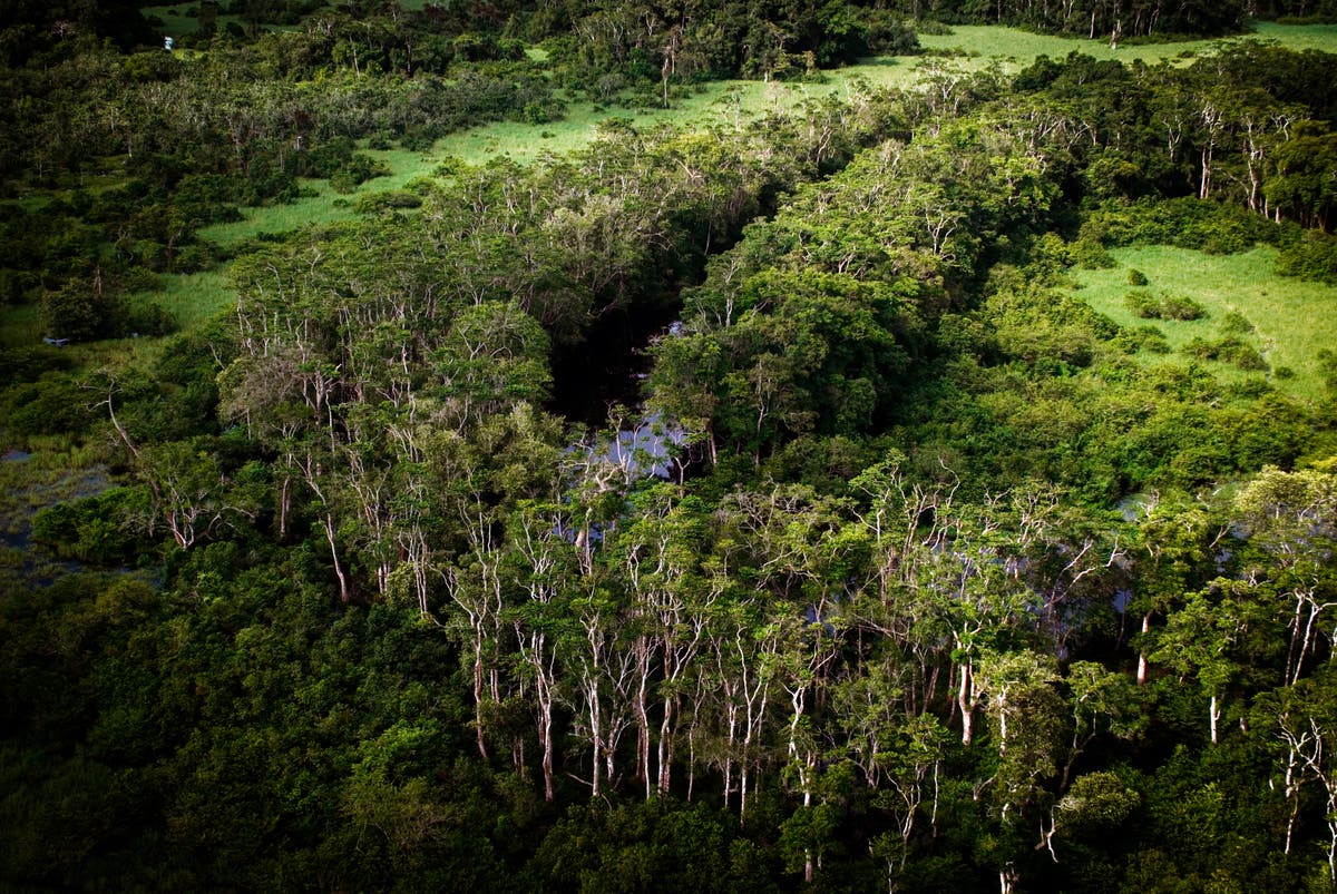 COP26: Pioneering carbon credit initiative announced to restore and protect African ecosystems