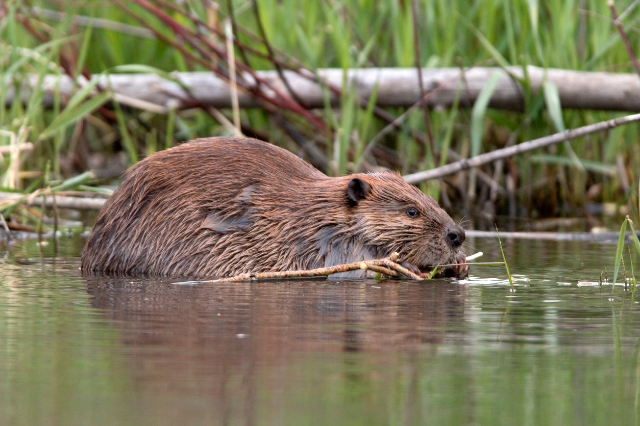 A beaver is pictured chewing on a piece of wood