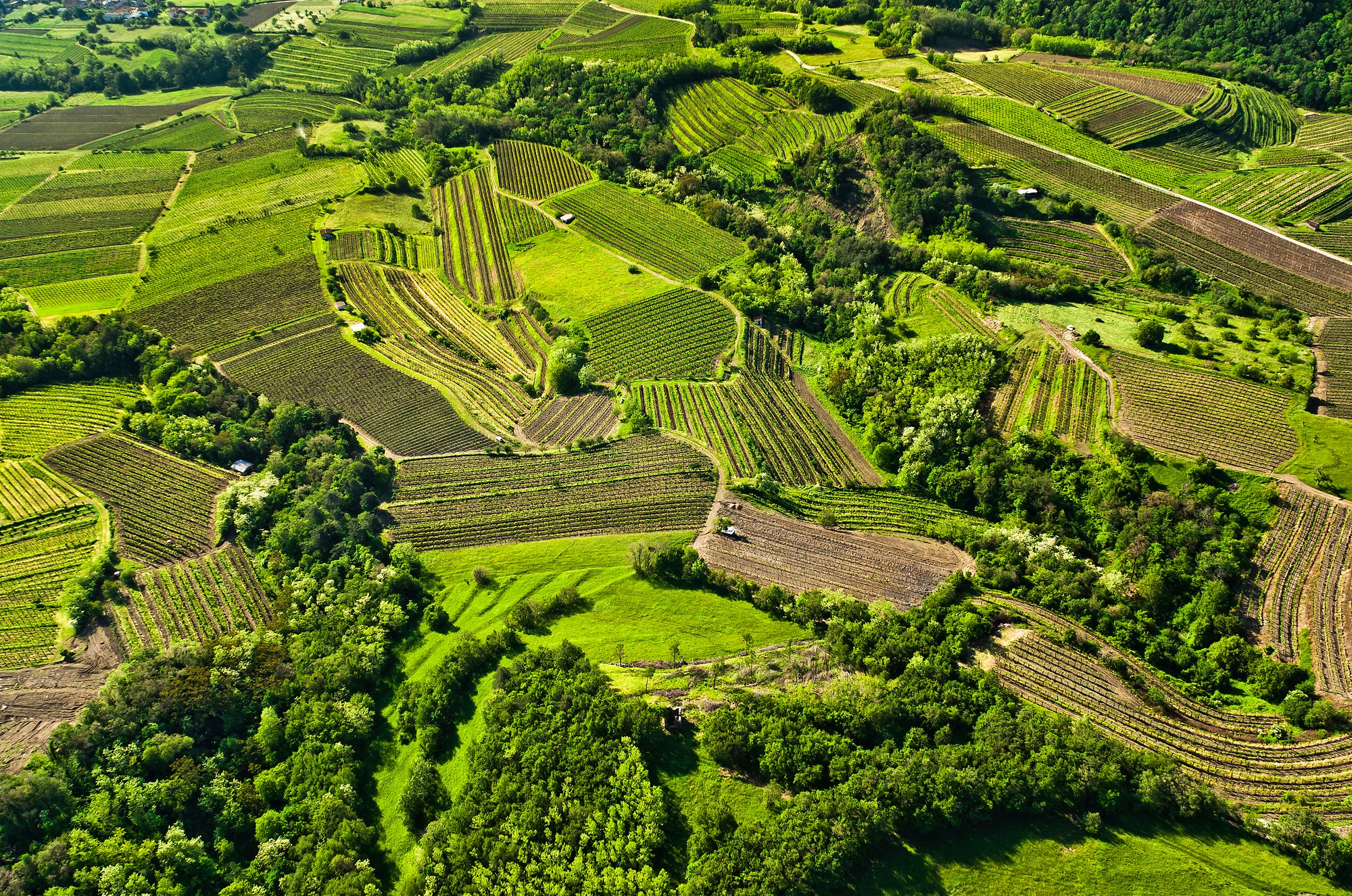 The Vipava Valley has a lot to offer foodies