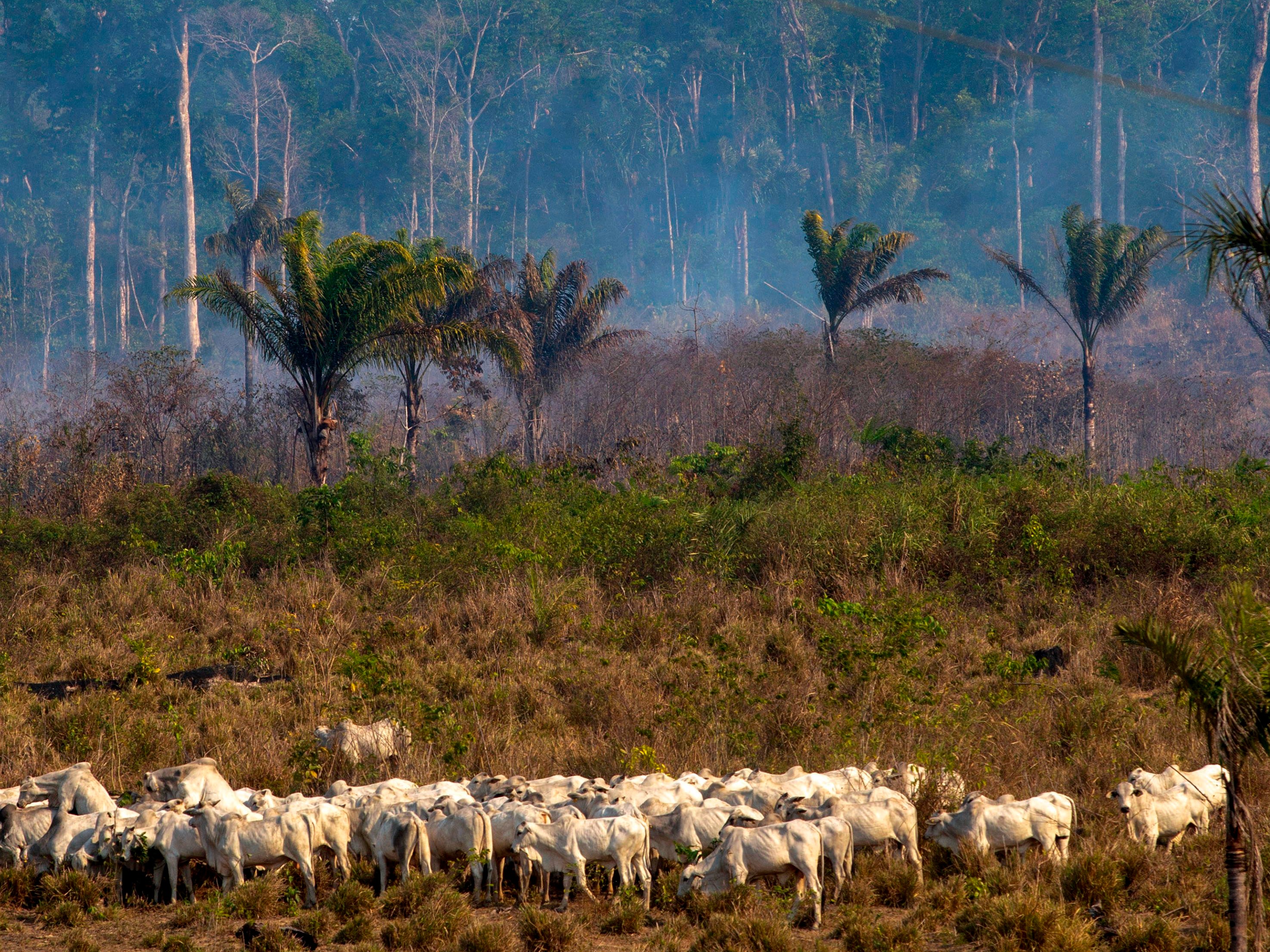 Large swathes of the Amazon rainforest are destroyed to raise and graze cattle