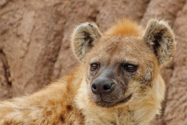 Virus Outbreak Denver Zoo Hyenas