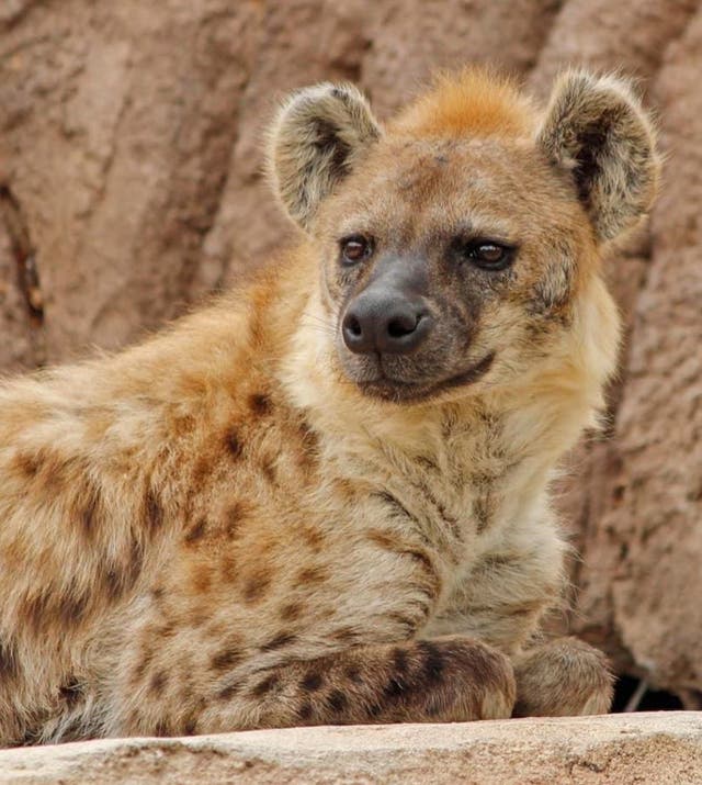 Virus Outbreak Denver Zoo Hyenas