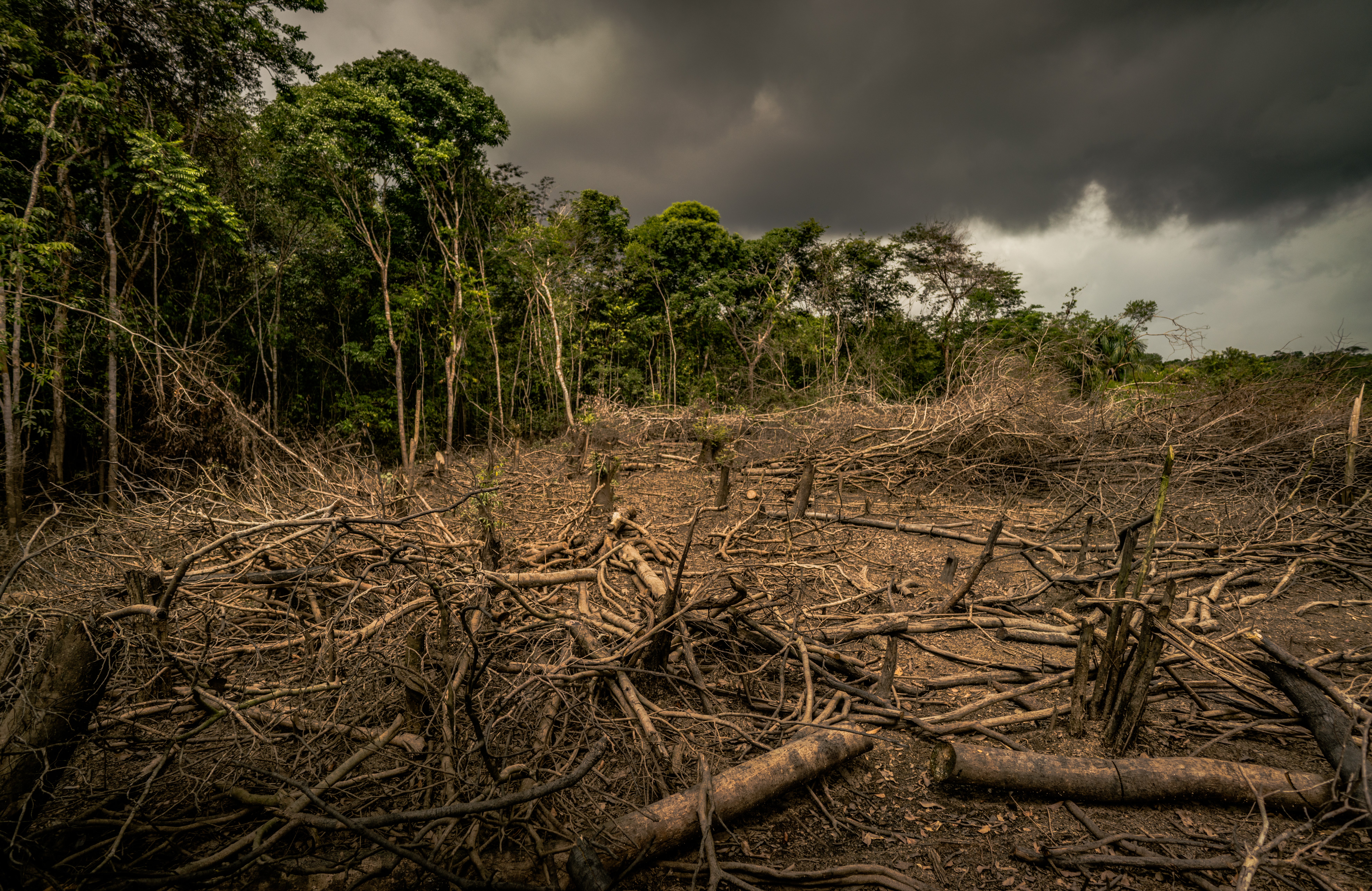 Проблема тропического леса. Обезлесение Бразилии. Обезлесение Мексики. Обезлесение в Индии. Forest deforestation.