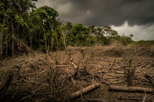 Deforestation harms global efforts to fight climate change (Luis Barreto/WWF/PA)