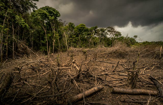 <p>Deforestation is a major cause of climate change </p>