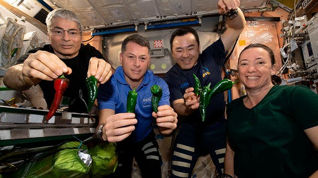 <p>This photo provided by NASA, Astronauts, from left, Mark Vande Hei, Shane Kimbrough, Akihiko Hoshide and Megan McArthur, pose with chile peppers grown aboard the International Space Station on Friday, 5 November 2021. </p>