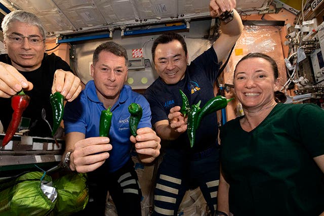 <p>This photo provided by NASA, Astronauts, from left, Mark Vande Hei, Shane Kimbrough, Akihiko Hoshide and Megan McArthur, pose with chile peppers grown aboard the International Space Station on Friday, 5 November 2021. </p>