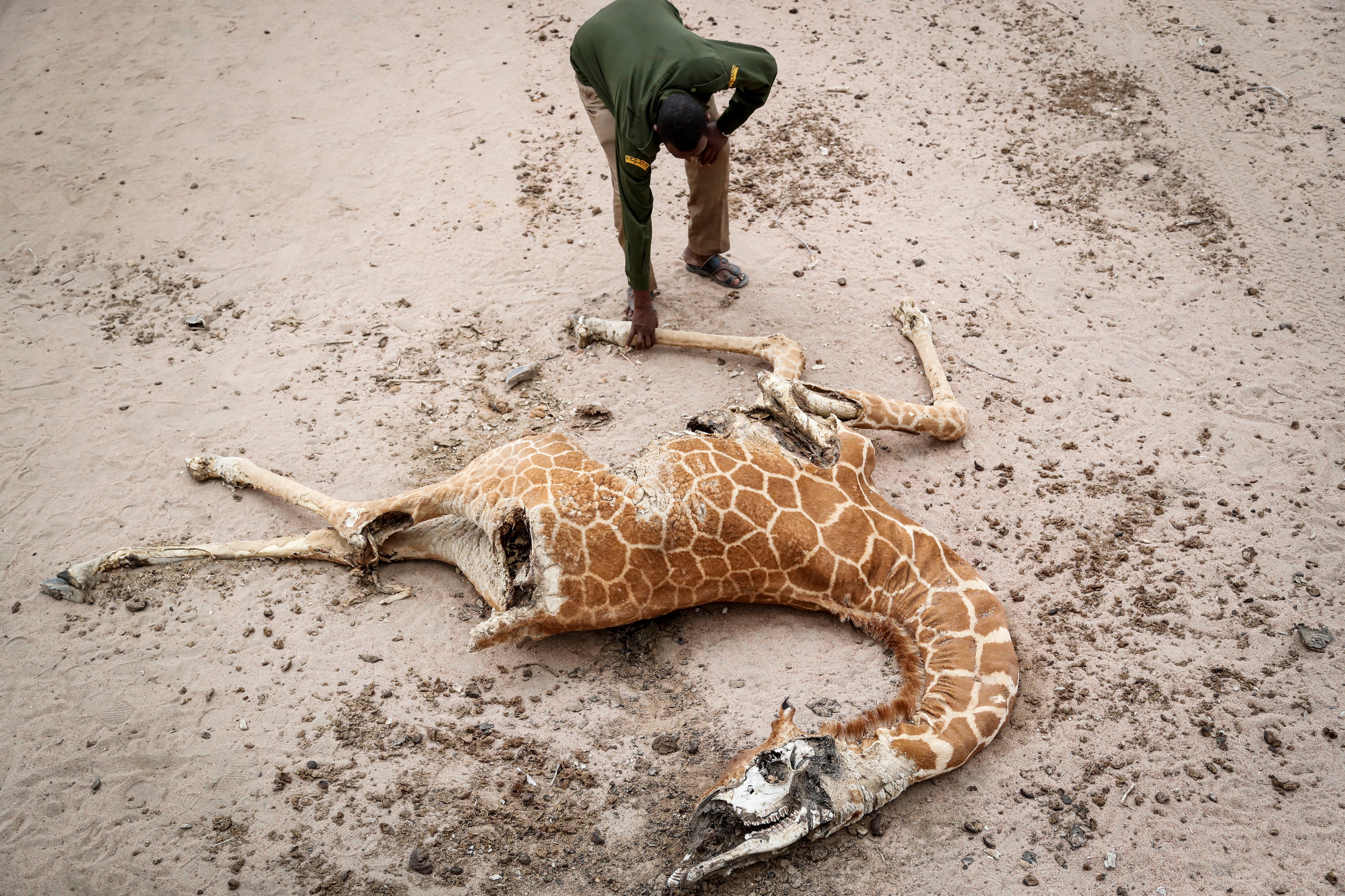 Mohamed Mohamud, a ranger from the Sabuli Wildlife Conservancy, looks at the carcass of a giraffe that died from hunger
