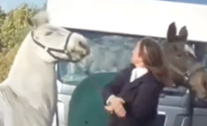 Teacher sacked after video shows horse being kicked and slapped
