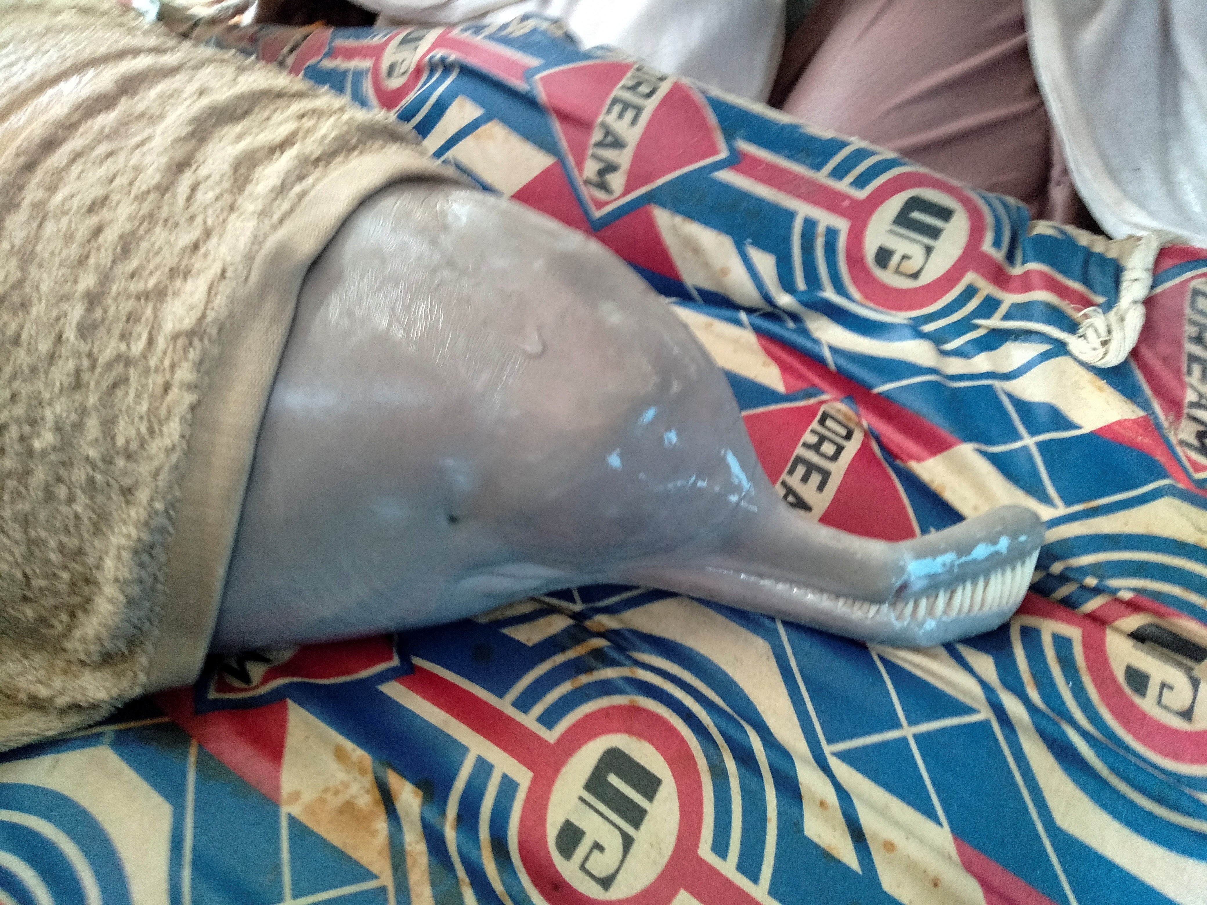 An Indus river dolphin is covered with a wet towel after it was rescued from a canal by the Sindh Wildlife Department in Larkana, Pakistan