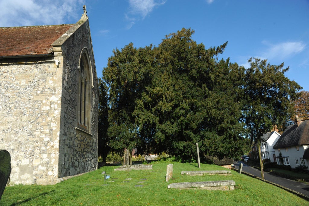 Villagers ‘angry’ after 200-year-old giant yew tree poisoned