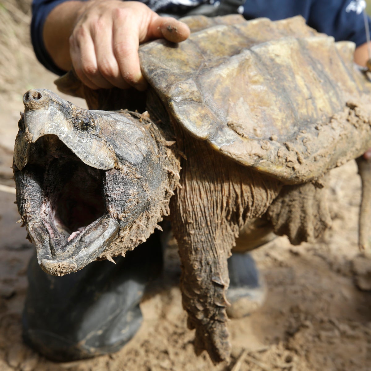 Alligator Snapping Turtle Eating Fish Alligator Snapping Turtles Are