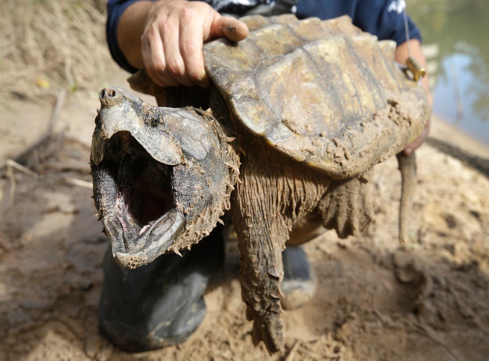 EEUU-TORTUGA CAIMÁN