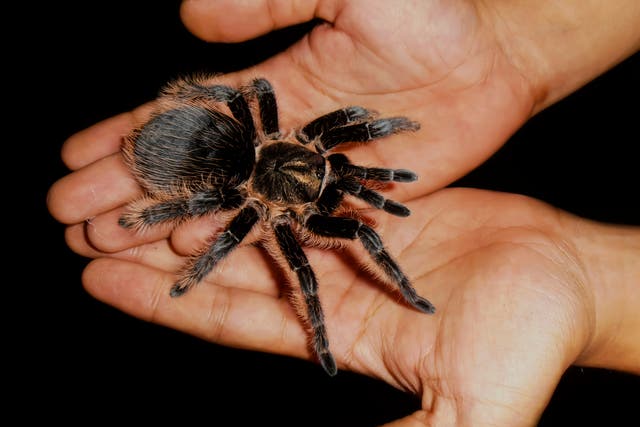 <p>Tarantulas are native to the US, Mexico and South America among other places</p>