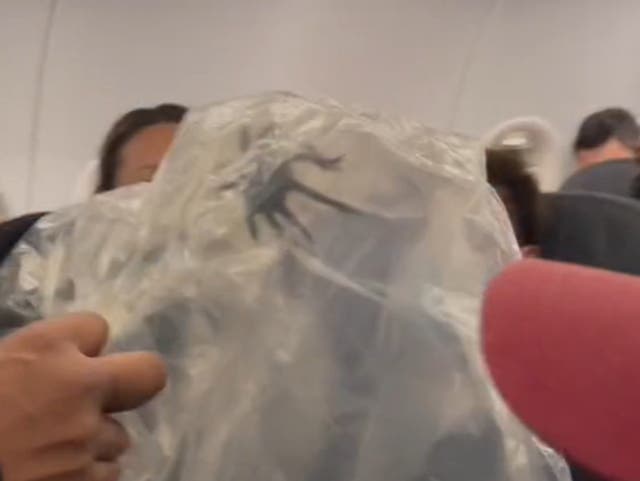 La araña fue llevada en una bolsa de plástico.