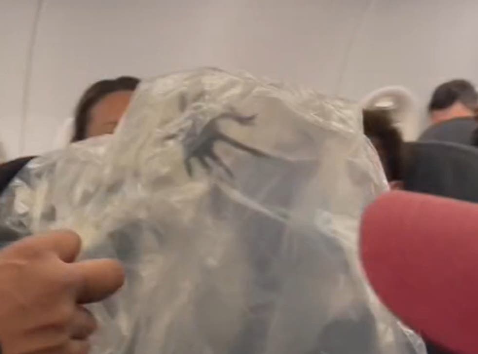 <p>The spider was carried off in a plastic bag</p>