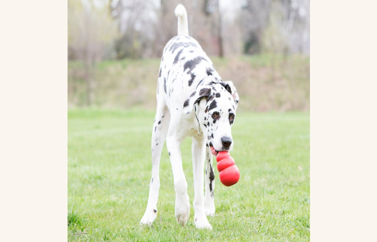 how do you help a lonely dog