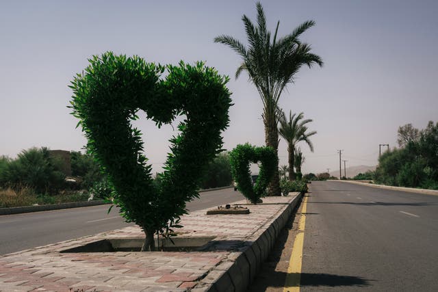 <p>Along the provincial capital’s pavements and roads, the intricately groomed trees suggest that there are still efforts to breathe new life into Marib</p>