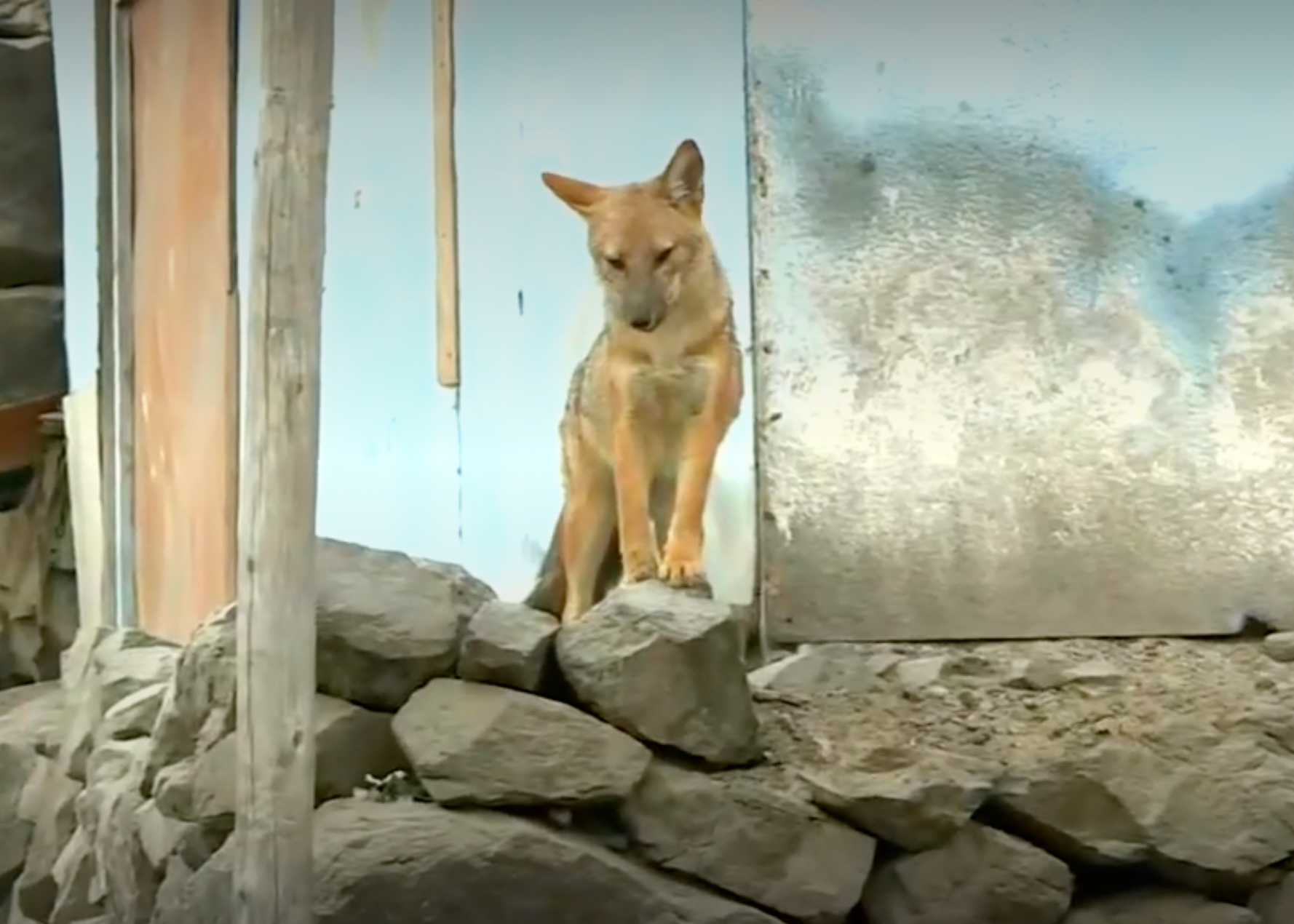 <p>This screengrab from a south American news station shows the family’s ‘dog'</p>