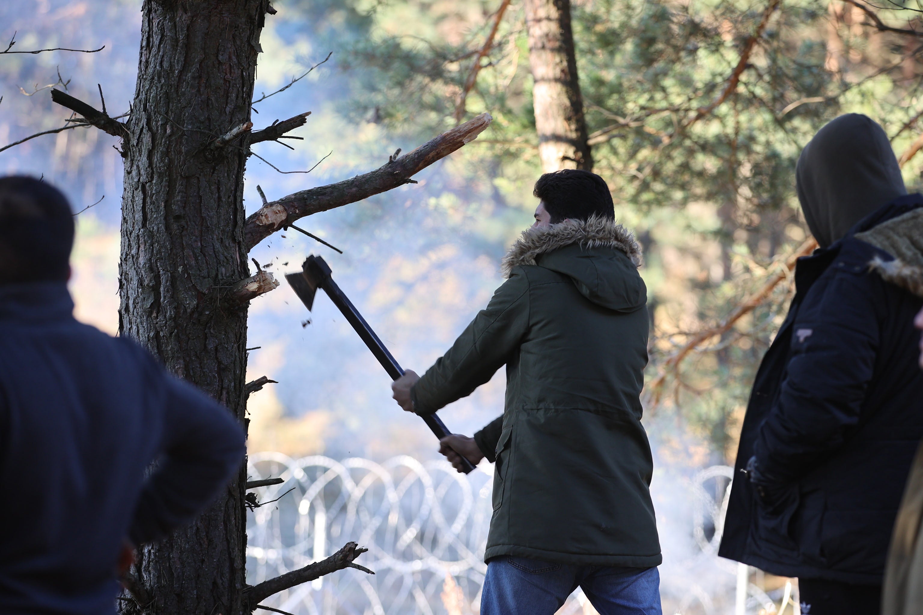 Migrants cut a tree for their camp near the Belarus-Polish border
