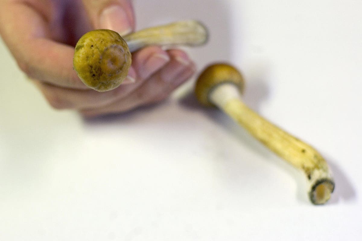 Depression therapy using magic mushrooms looks promising