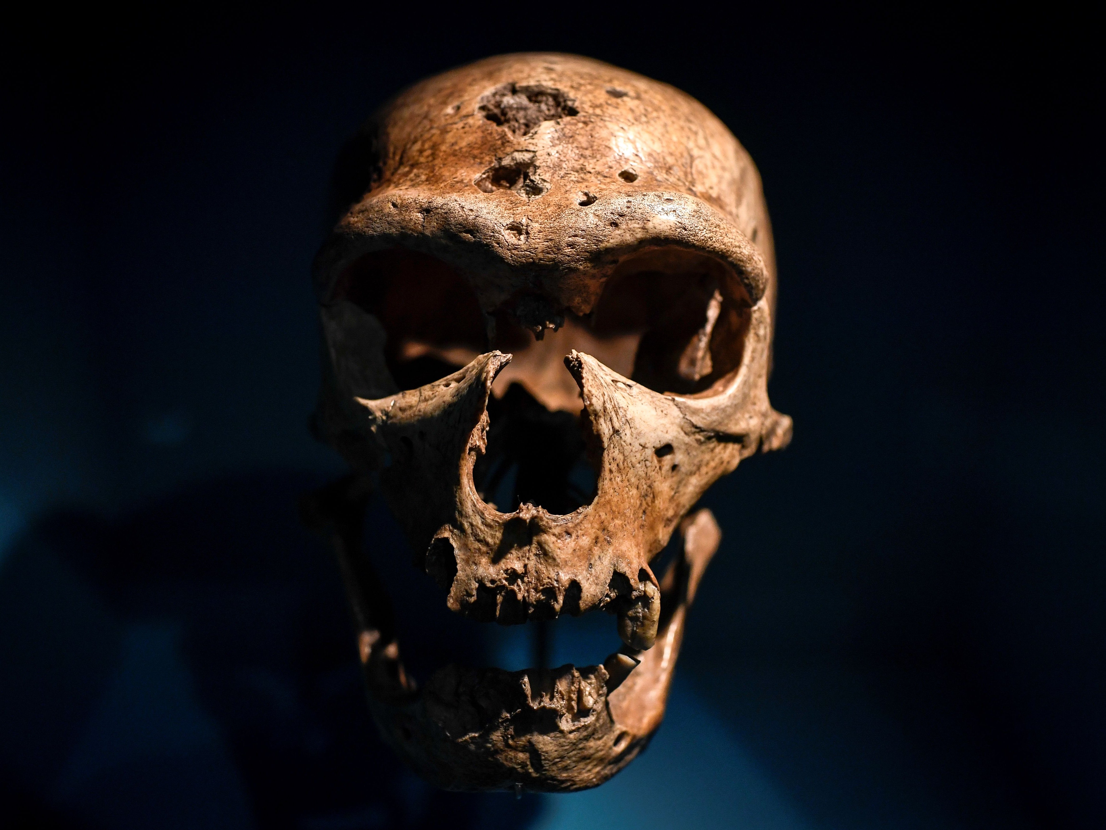 Neanderthals had a thickened brow ridge and large nose cavities compared to humans