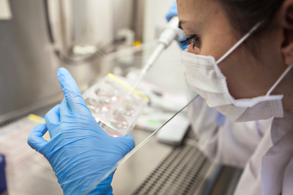 IVF &lsquo;nightmare&rsquo;: How common are DNA mix-ups?