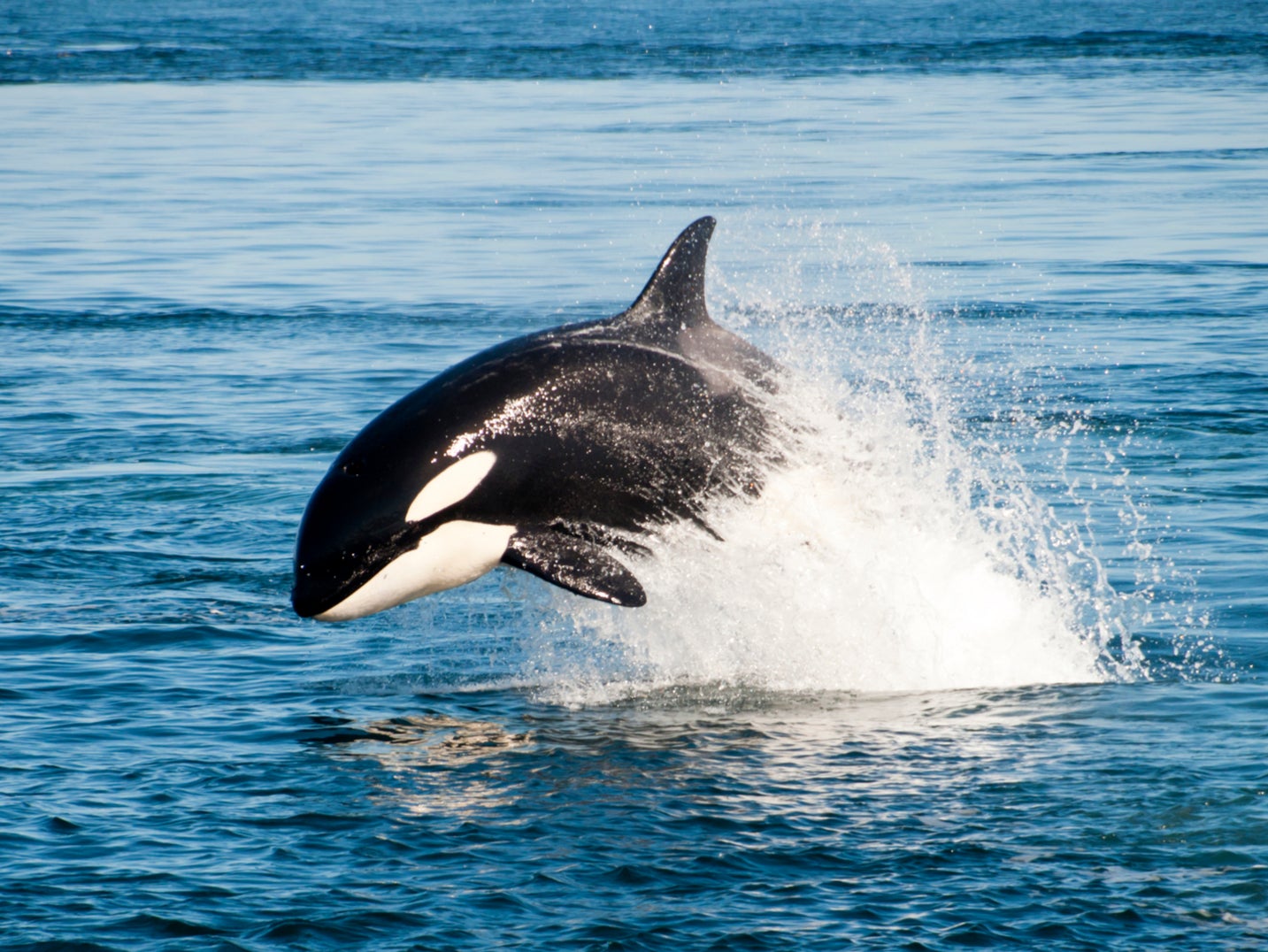 Having male children makes killer whales less likely to have more offspring, researchers say