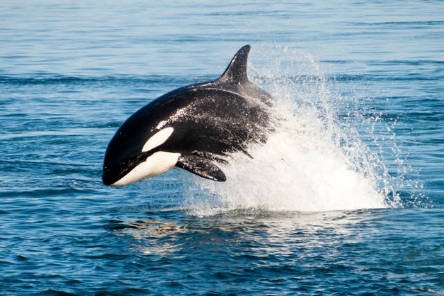 <p>Orcas, or killer whales, are rarely spotted off the coast of Cape Cod, unlike great white sharks - which fear the larger predators </p>