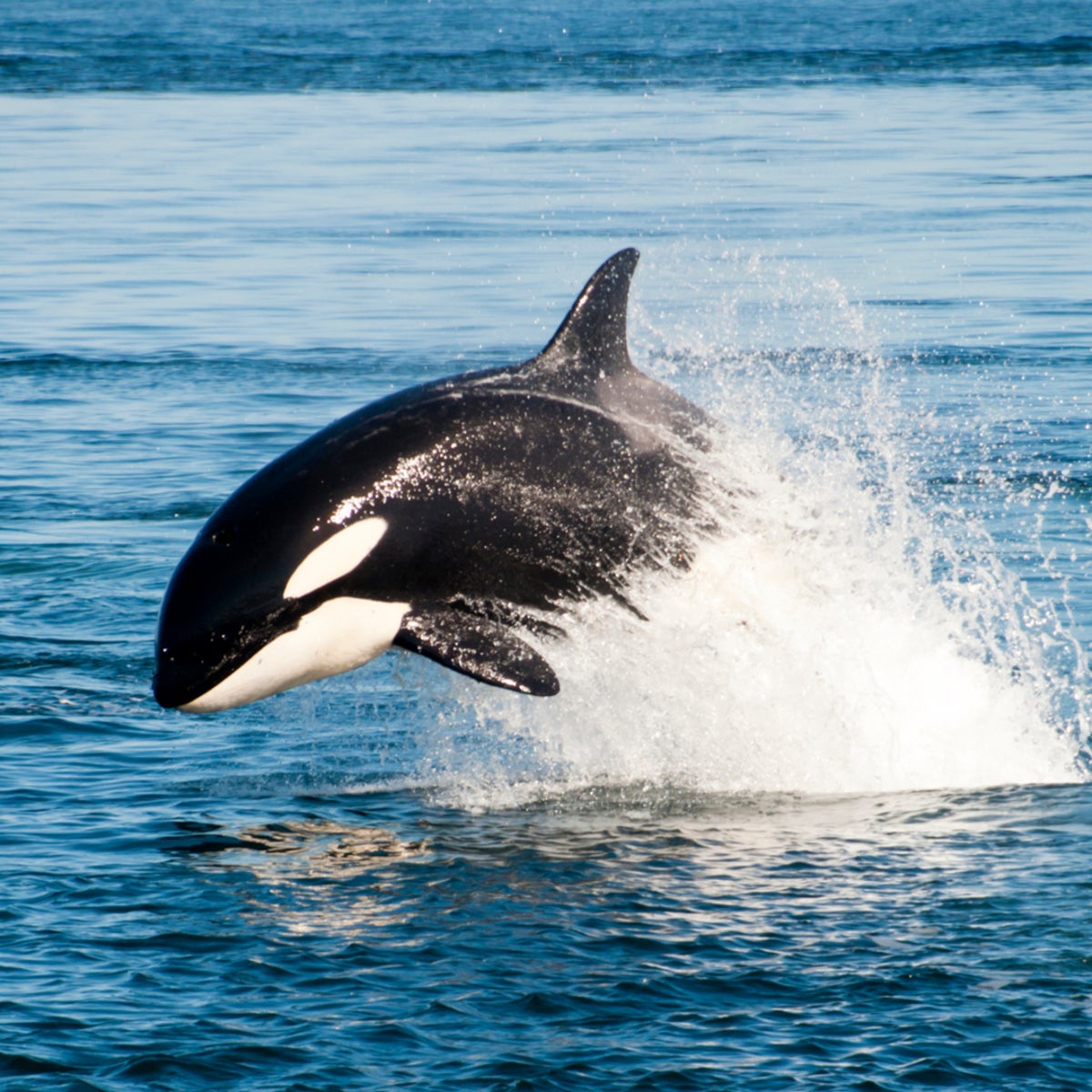Great White Whale great-white-whale