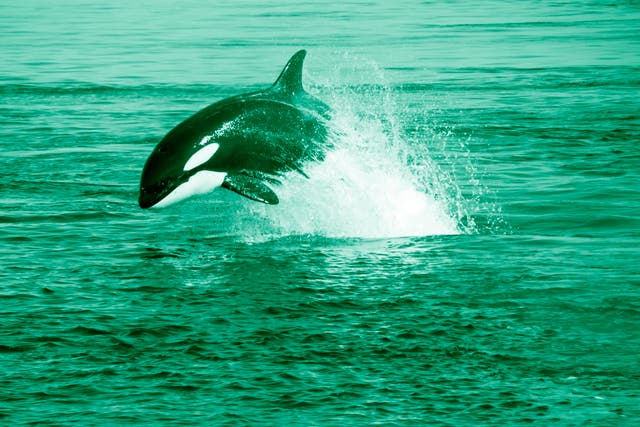 <p>Killer whales are one of the species of cetacean which are routinely sighted off Shetland and could be impacted by increased industrial activity</p>