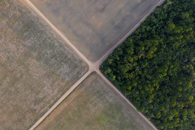 <p>Deforestation in Brazil. Aviva Investors has said it will vote to have directors fired from firms which do not act to protect the environment </p>