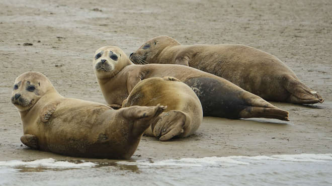 Seals basking on the shores of the Thames