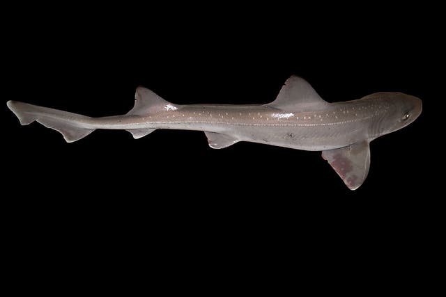 Tiburones sabuesos estrellados viven ahora en el río Támesis