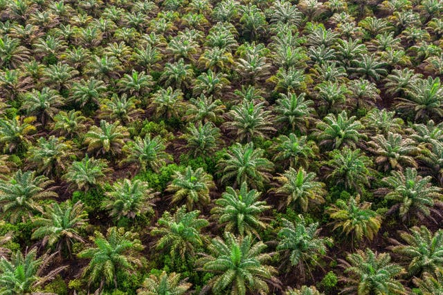 <p>Palm oil plantation in Klias, Beaufort Sabah, Malaysia</p>