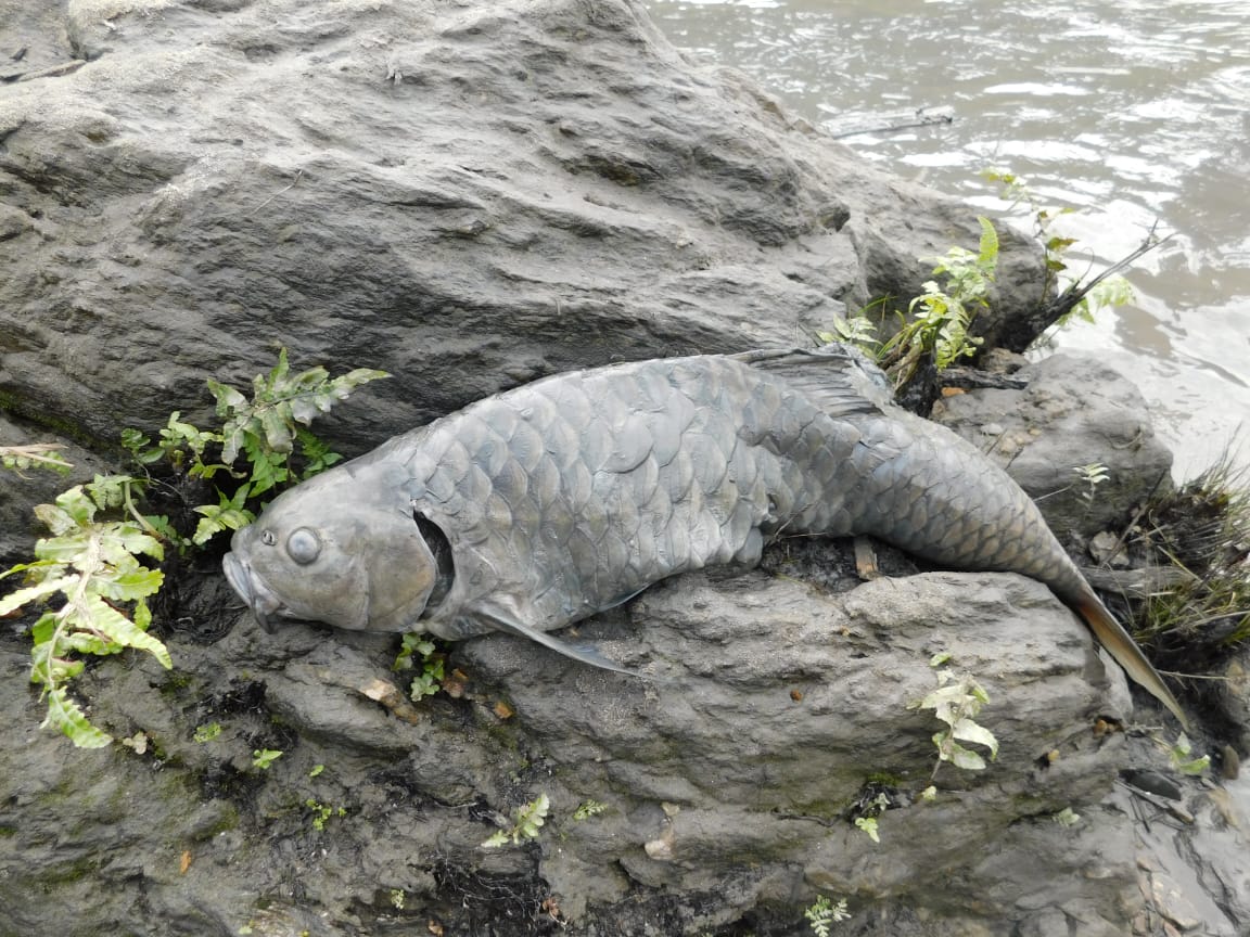A fish found dead on the banks of Kameng river in Seppa, Arunachal Pradesh