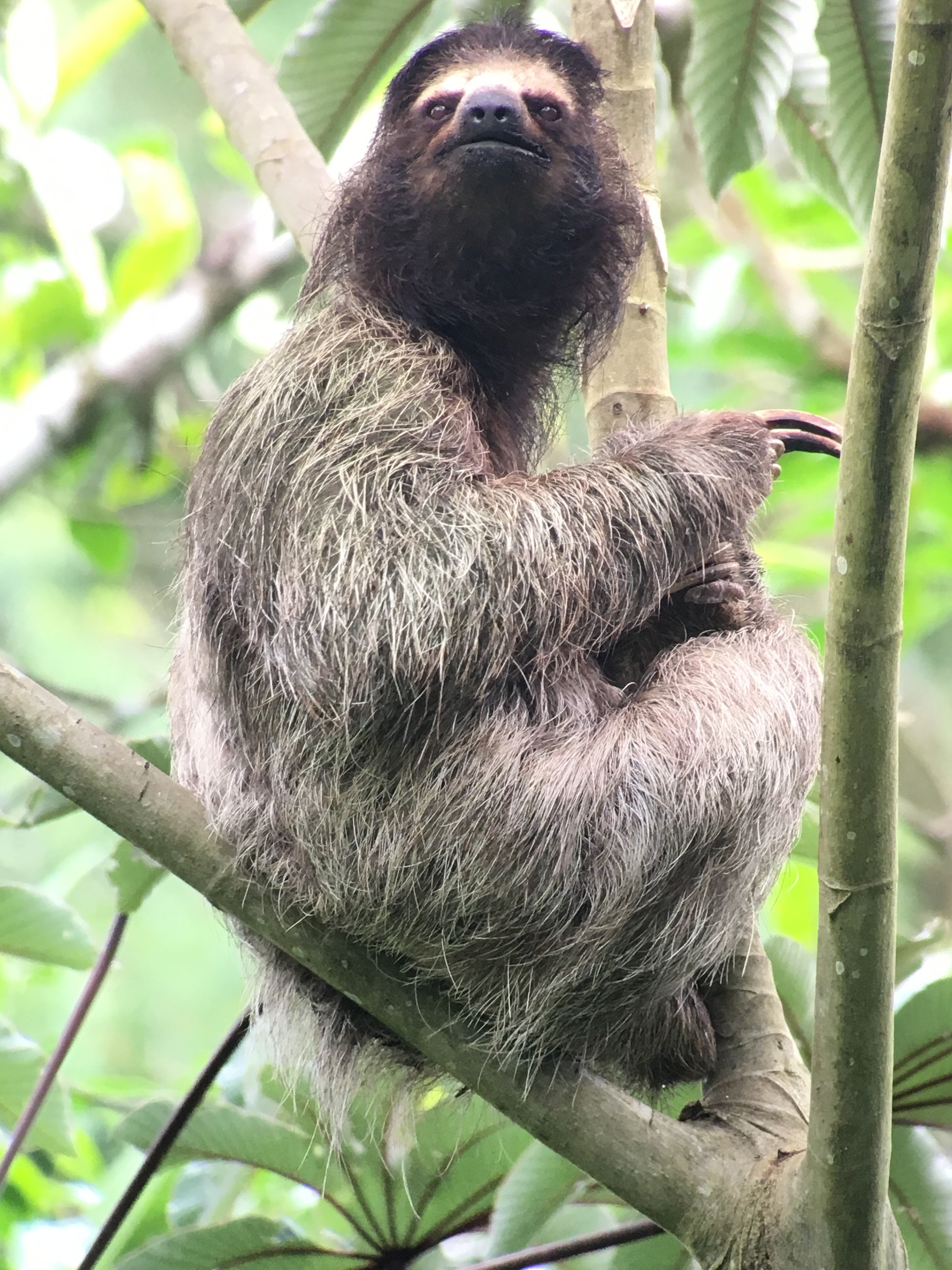 A three-toed sloth in Panama’s rainforest