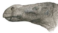 Retired GP discovers new species of dinosaur from Isle of Wight with unusually ‘bulbous’ nose
