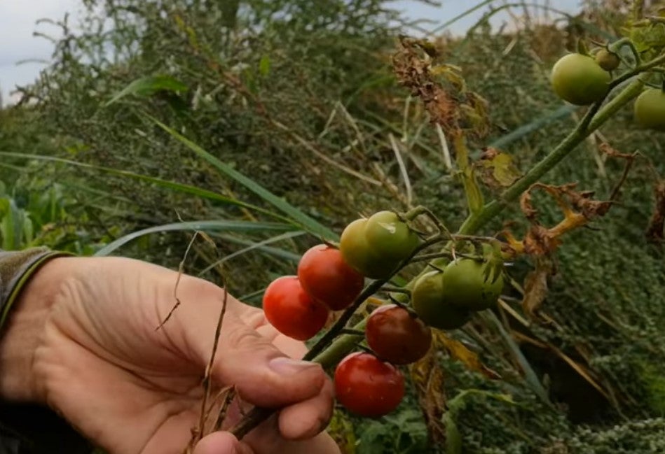 The tomatoes are a new phenomenon, but DEFRA says its more likely to be birds spreading seeds