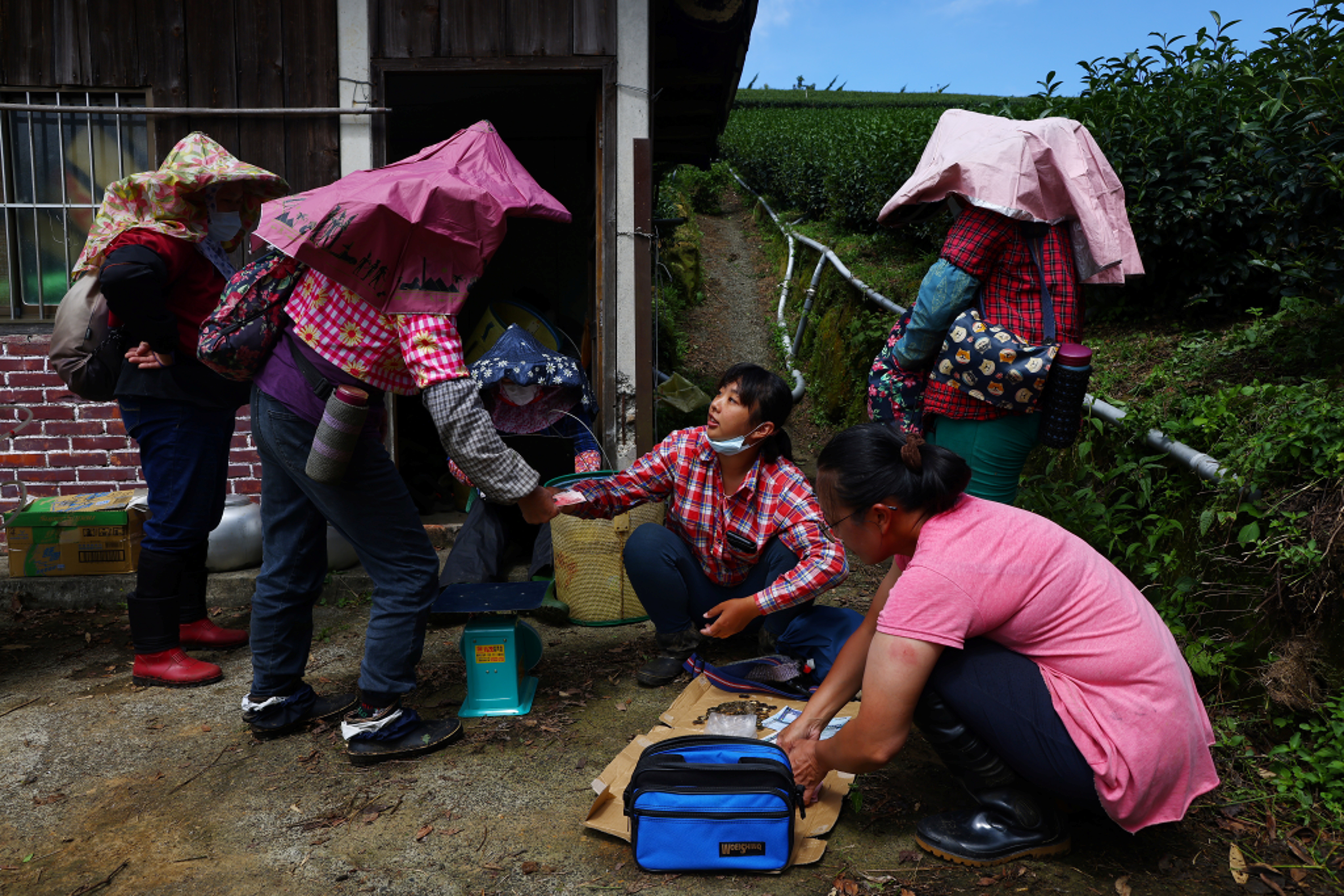 Staff collect their wages, based on the weight of tea they have harvested that day