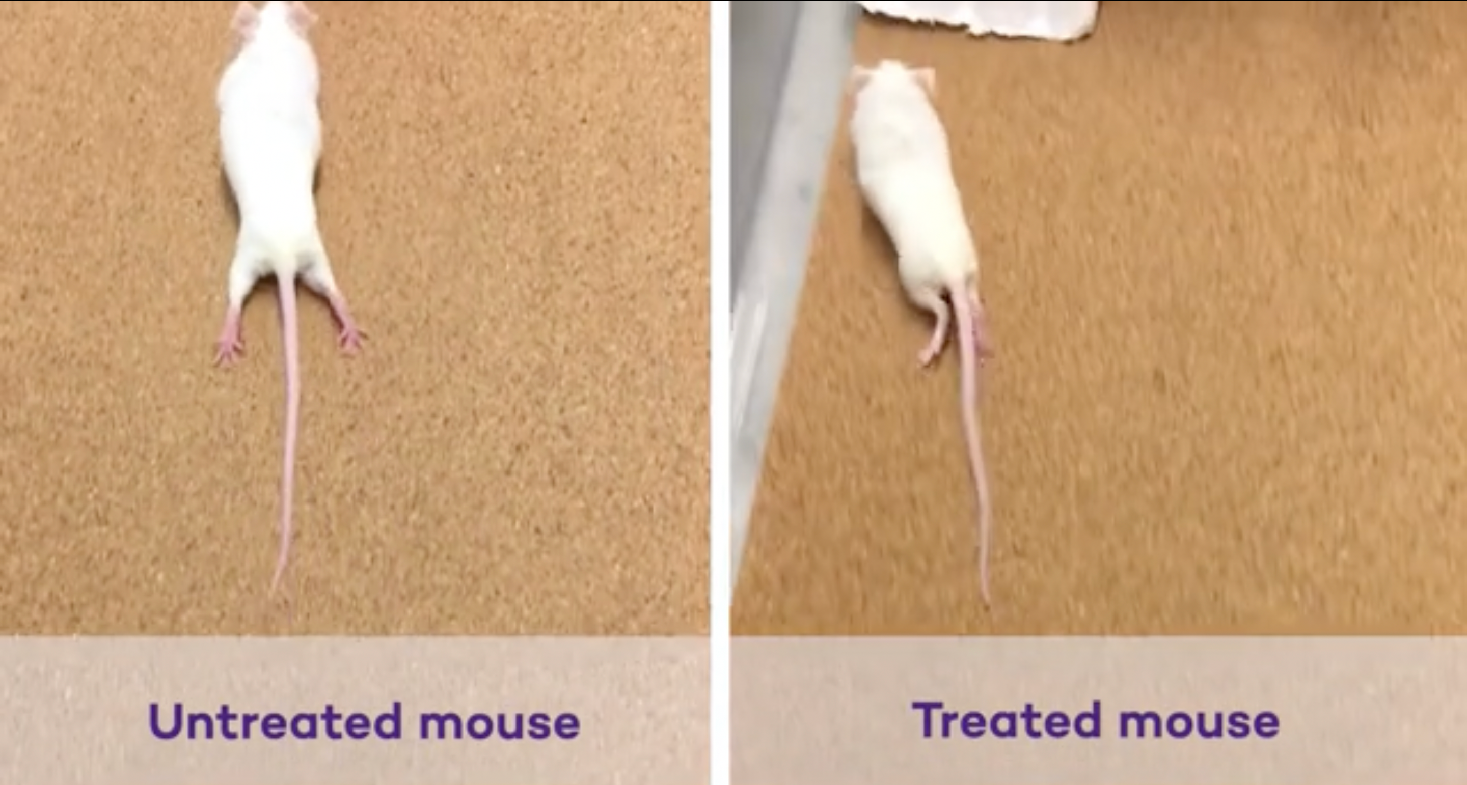 Paralysed mouse (left) drags its hind legs, compared to a mouse that has regained its ability to move its legs after therapy
