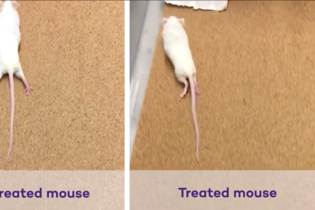<p>Paralysed mouse (left) drags its hind legs, compared to a mouse that has regained its ability to move its legs after therapy</p>